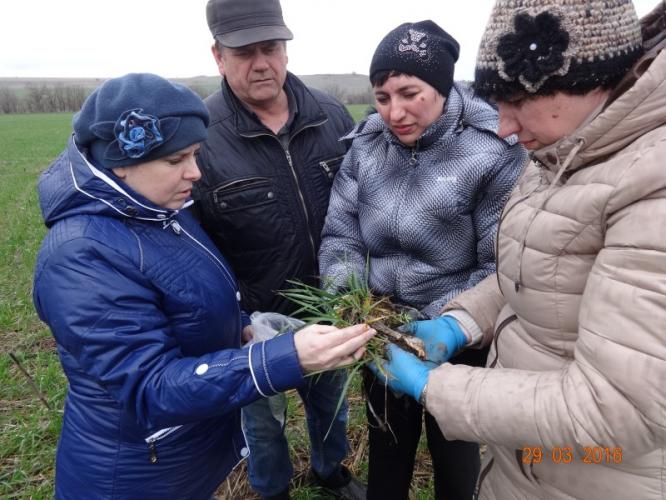 Ученые СтГАУ провели мастер-класс по фитосанитарному обследованию посевов озимых зерновых культур