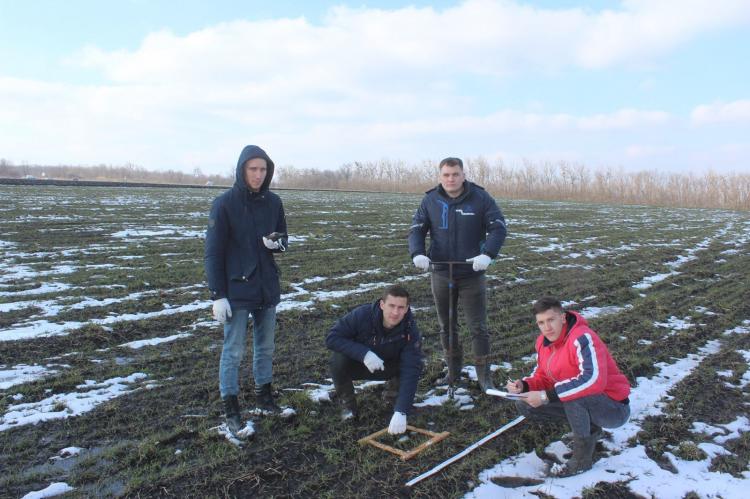 Sampling of plants and soil at the experimental farm for early spring diagnostics of winter crops