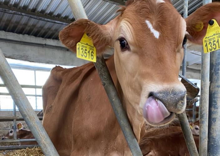 Students of the Faculty of Biotechnology studied in practice the operation of the ultrasound diagnostic apparatus for cattle