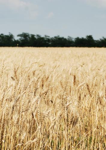 Works of Stavropol State Agrarian University scientists evoked a response at the world level again