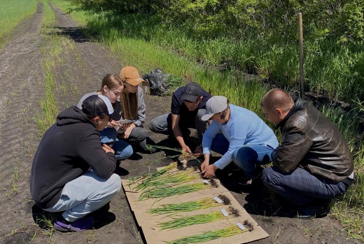 Diagnostics of the phytosanitary state of winter wheat crops