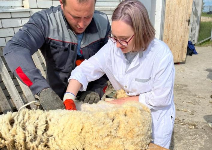 In the barn of the Faculty of Veterinary Medicine, students conducted a clinical examination of animals