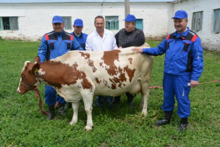 Селекционное совершенствование племенных молочных стад Ставрополья