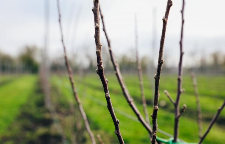 Stavropol State Agrarian University will start growing virus-free seedlings for super-intensive apple orchards