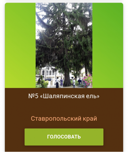 Поддержим программу «Деревья-памятники живой природы»!