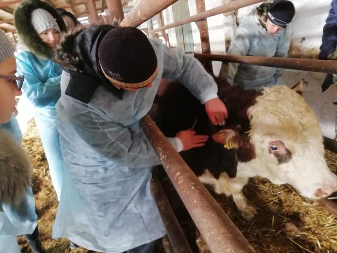 Выездные практические занятия со студентами 4 курса факультета ветеринарной медицины на базе СПК колхоза «Родина».